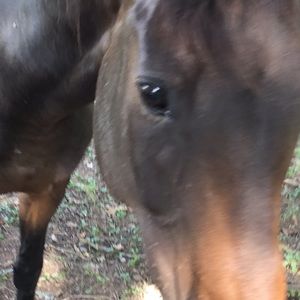 Million Dollar Baby (not for sale)